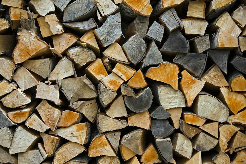 Firewood stacked up to dry showing annual rings