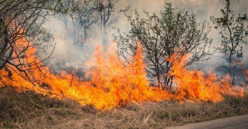 how to survive a wildfire outside