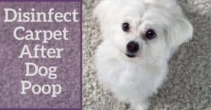 how to clean carpet from dog poop