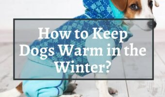 How to keep dog warm at night inside
