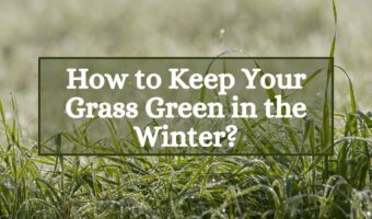 Keeping Your Grass Green in the Winter