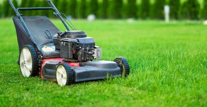 Treating Common Lawn Diseases and Pests