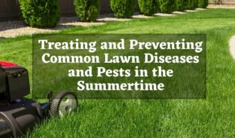 how to prevent and treat common summer lawn diseases and pests