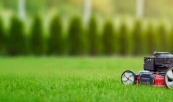 Top 8 Effective Lawn Weed Removal Techniques During the Summer Months
