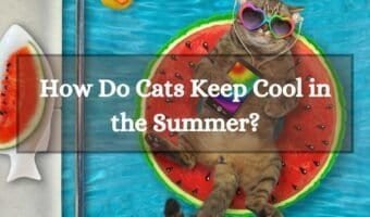 How Do Cats Keep Cool in the Summer