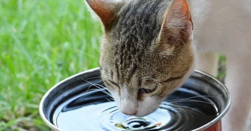 How Do Cats Keep Cool in the Summer months