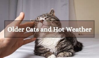 Older Cats and Hot Weather