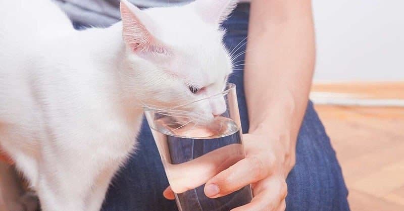 Best Cat Hydration Techniques At Home During Summer