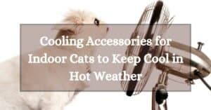 Best Cooling Accessories for Indoor Cats to Keep Cool in Hot Weather