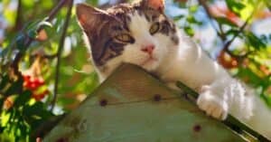 Common Mistakes When Trying to Keep Indoor Cats Cool in Hot Weather