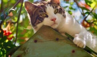Common Mistakes When Trying to Keep Indoor Cats Cool in Hot Weather