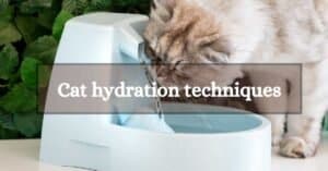 cat hydration techniques in summer
