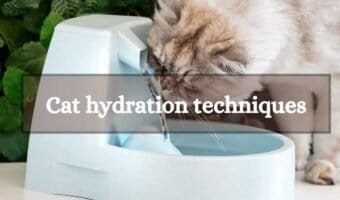 cat hydration techniques in summer